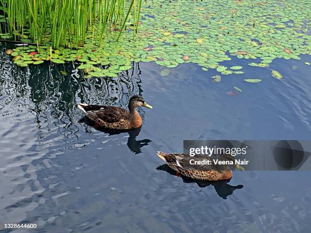 sault ste marie canal national historic site/mallard ducks - seen great lakes stock pictures, royalty-free photos & images