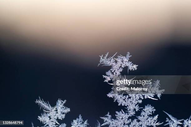 close-up of ice crystals or a frost flower on a frosted window. - icicle 個照片及圖片檔