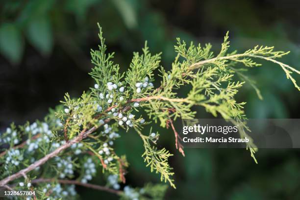blue berries on a juniper tree branch - juniper berries stock pictures, royalty-free photos & images