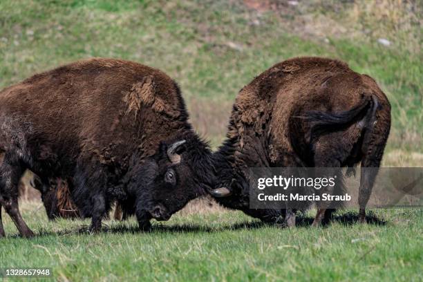two male bison buffalo  butting heads up close - bull butting stock pictures, royalty-free photos & images