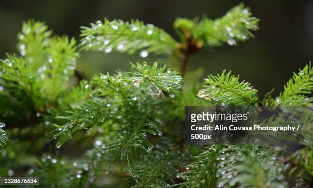 close-up of wet pine tree - evolution　 vision stock-fotos und bilder