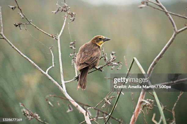 close-up of songwarbler perching on branch - xanthocephalus stock pictures, royalty-free photos & images