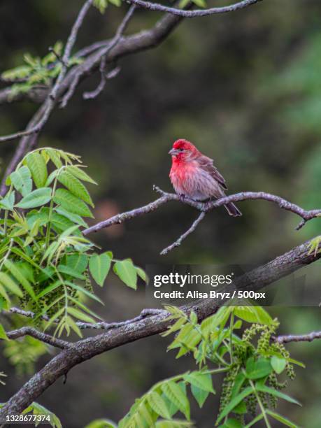 close-up of songfinch perching on branch,haddonfield,new jersey,united states,usa - house finch stock pictures, royalty-free photos & images