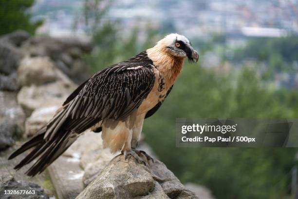 close-up of eagle perching on branch - bearded vulture stock pictures, royalty-free photos & images