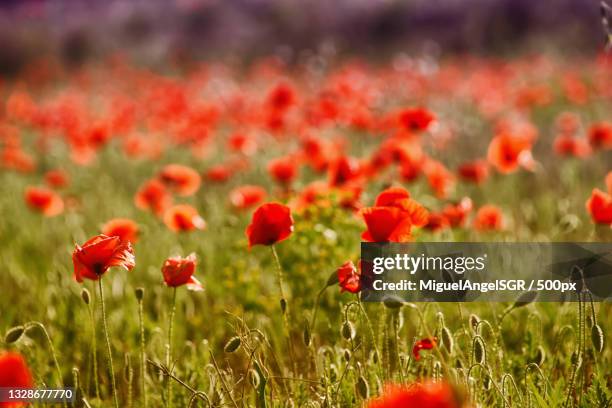 close-up of red poppy flowers in field,caravaca de la cruz,murcia,spain - poppy plant stock-fotos und bilder