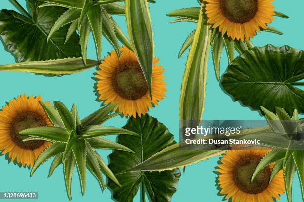 combination of sunflower and aloe - aloe slices stock illustrations