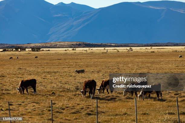 patagonia's landscape - farm - santa cruz province argentina stock pictures, royalty-free photos & images