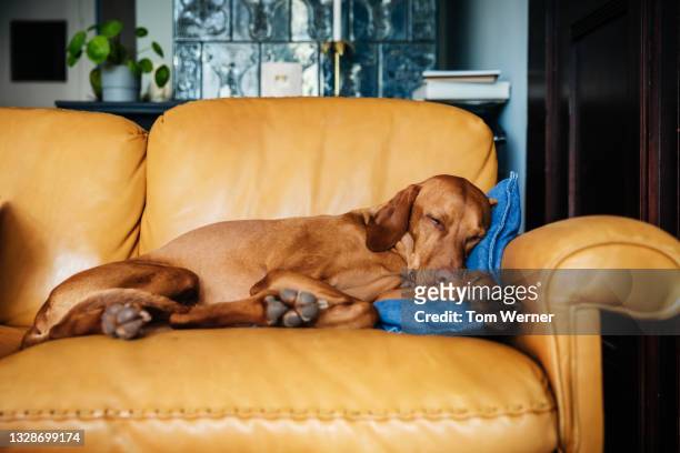 family dog sleeping on sofa - vizsla fotografías e imágenes de stock