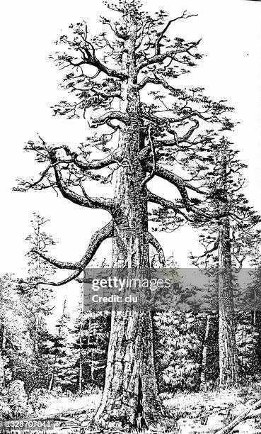 kalifornien, mammutbaum - redwood forest stock-grafiken, -clipart, -cartoons und -symbole