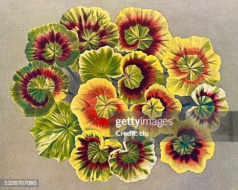 Multi-leaved geranium Multi-leaved geranium