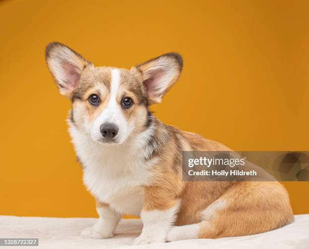 portrait of corgi puppy - pembroke welsh corgi puppy foto e immagini stock