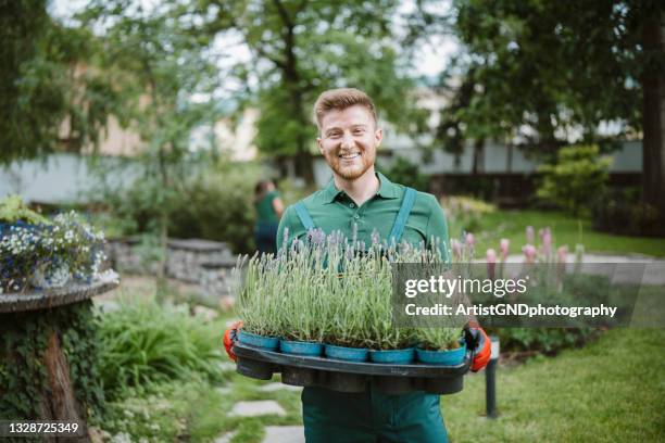 happy gardener holding pots of lavender in a garden - carrying pot plant stock pictures, royalty-free photos & images