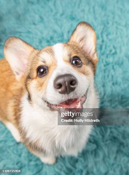 corgi puppy sitting on a rug - pembroke welsh corgi puppy foto e immagini stock