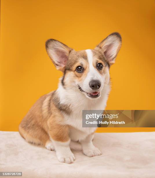 studio shot of a corgi puppy - pembroke welsh corgi puppy foto e immagini stock