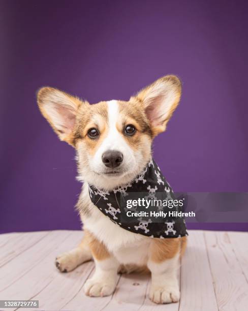 halloween corgi - pembroke welsh corgi puppy foto e immagini stock