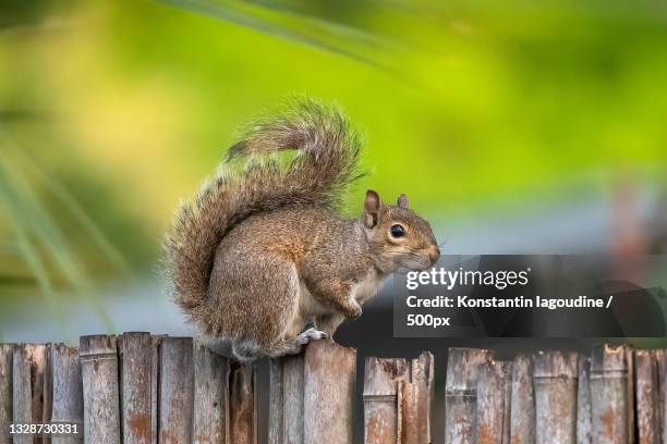 close-up of gray tree squirrel on wooden post,nocatee,florida,united states,usa - tree squirrel stockfoto's en -beelden