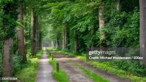 empty road amidst trees in forest - gelderland stock pictures, royalty-free photos & images