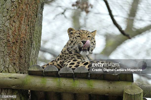 Rare Amur leopard at Marwell Zoo, Winchester, April 30, 2010.
