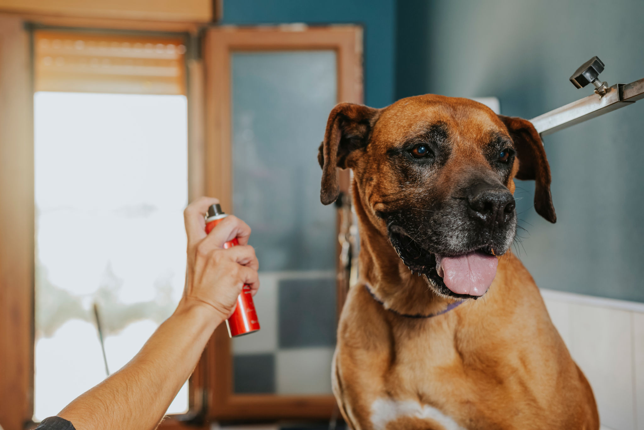 pet odor control