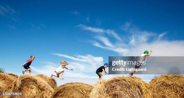 haystack fun 3 - alberta farm scene stock pictures, royalty-free photos & images