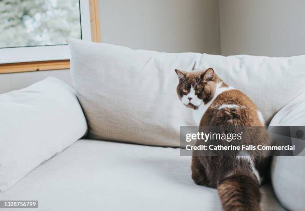 a cat on a sofa glances over its shoulder - cat behind stock-fotos und bilder