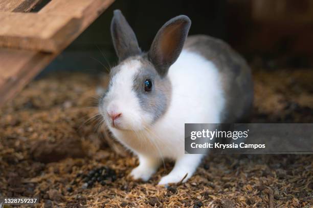 close up of pet rabbit looking straight at camera - rabbit mouth stock pictures, royalty-free photos & images
