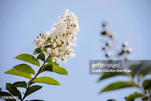 white crepe myrtle flowers - crape myrtle stock-fotos und bilder