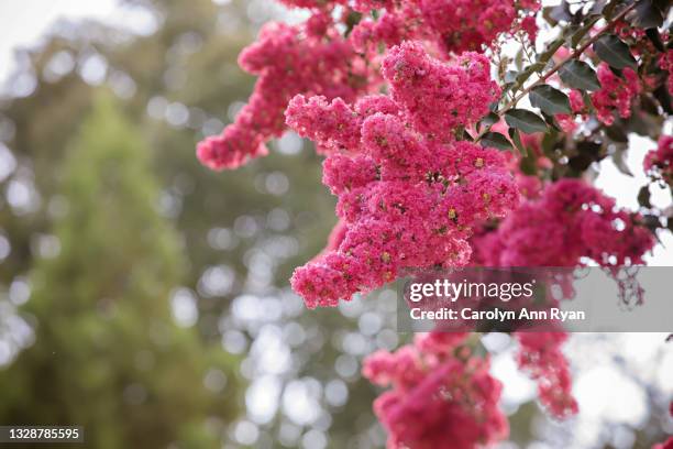 bright pink crepe myrtle flowers - crape myrtle stock-fotos und bilder