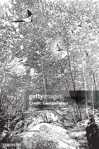 Forest footpath Forest footpath