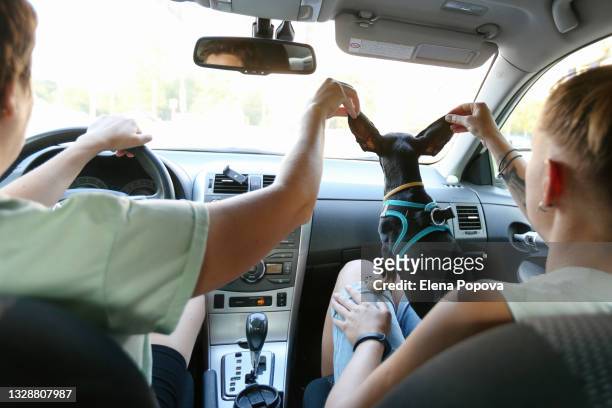 adult female couple travelling by car with cute dachshund - annual companions stock pictures, royalty-free photos & images