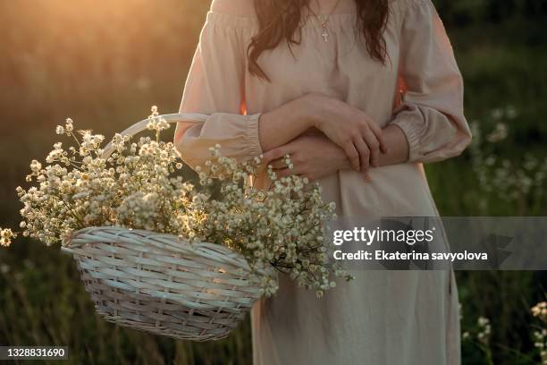 a woman holds a white basket with daisies. contour light. close-up. - chamomile tea bag stock pictures, royalty-free photos & images