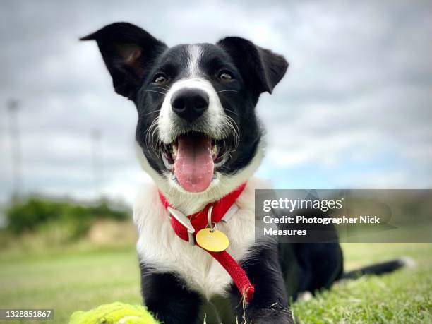 cute collie puppy. - collar-para-perro fotografías e imágenes de stock