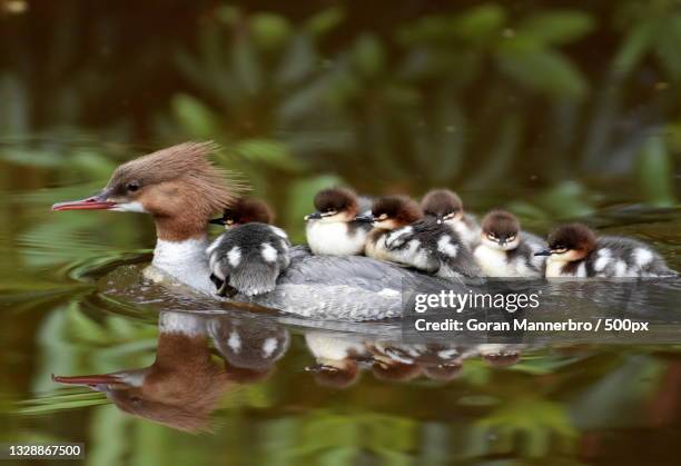 mother duck with ducklings in a pond - duckling stock pictures, royalty-free photos & images