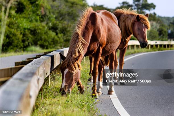 assateague horses grazing on the side of the road,ocean city,maryland,united states,usa - ocean city maryland stockfoto's en -beelden