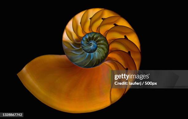 close-up of illuminated shell against black background - fibonacci stock pictures, royalty-free photos & images