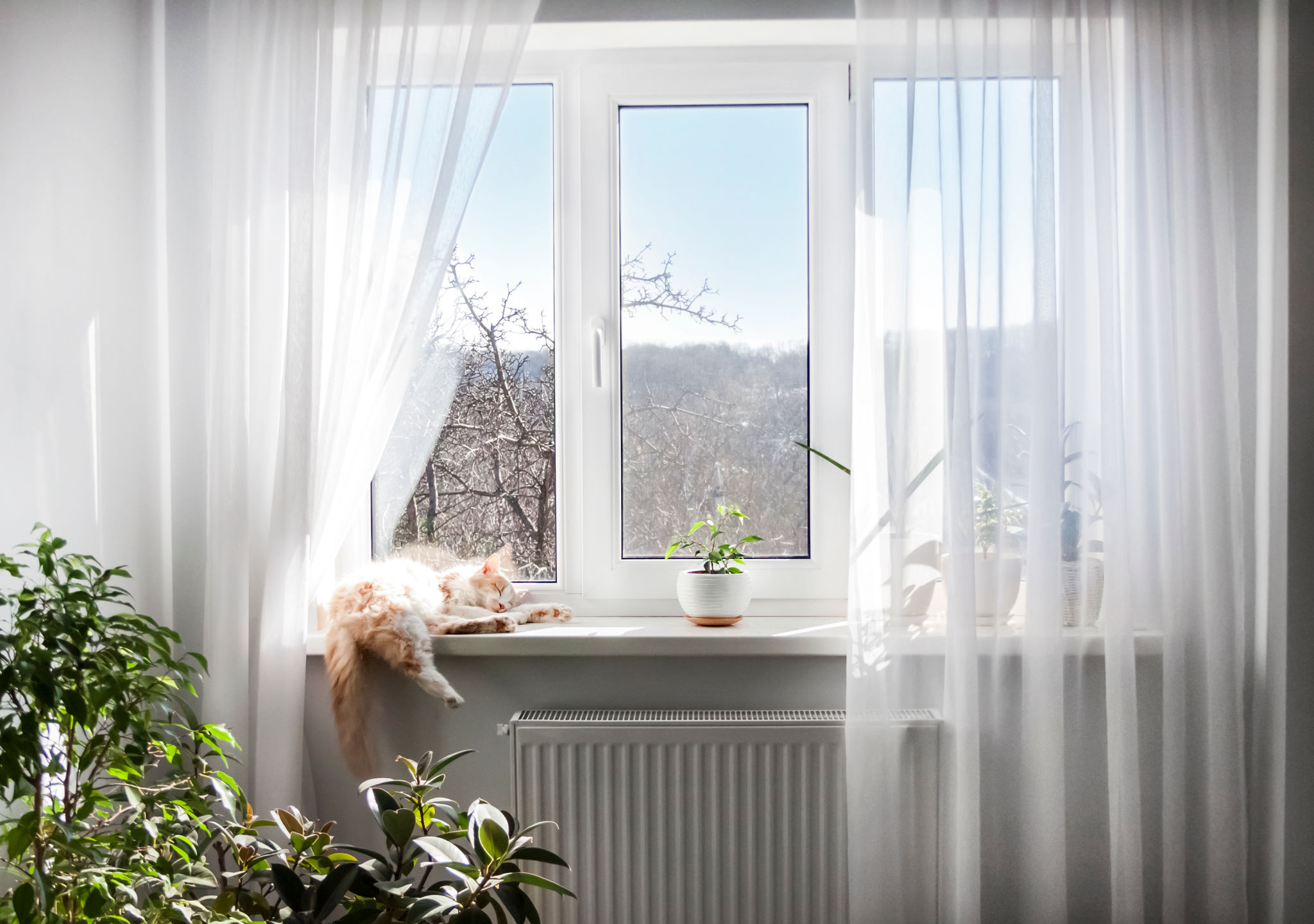 home window view
