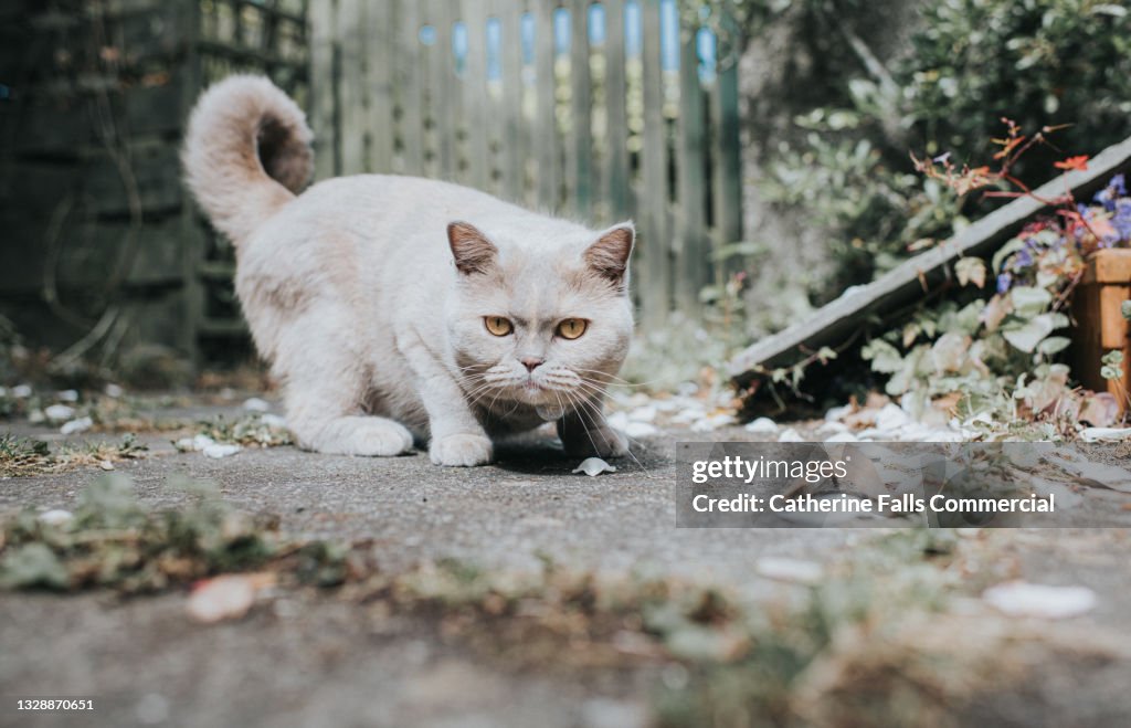 Beautiful Grey Cat crouches in a fighting stance and looks suspiciously at the camera