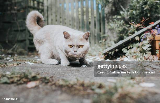 beautiful grey cat crouches in a fighting stance and looks suspiciously at the camera - animal behavior stock-fotos und bilder