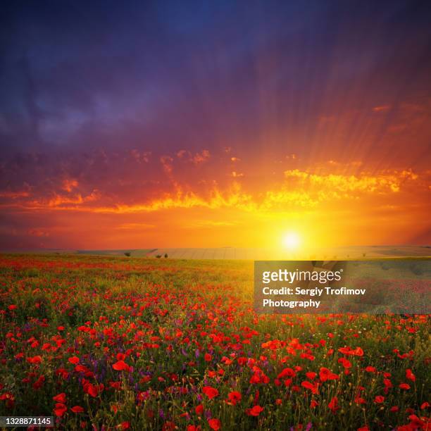 field of red poppies at sunset - romantic sky stock pictures, royalty-free photos & images