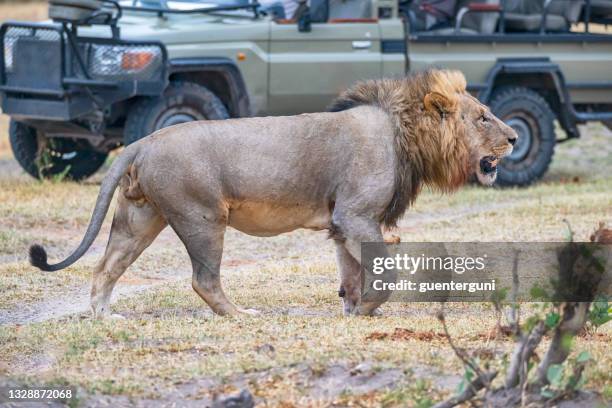 large male lion in front of safari vehicle, wildlife shot - savuti reserve stock pictures, royalty-free photos & images