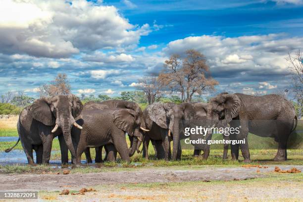 african elephants at river khwai, okavango delta, botswana, - group of animals stock pictures, royalty-free photos & images