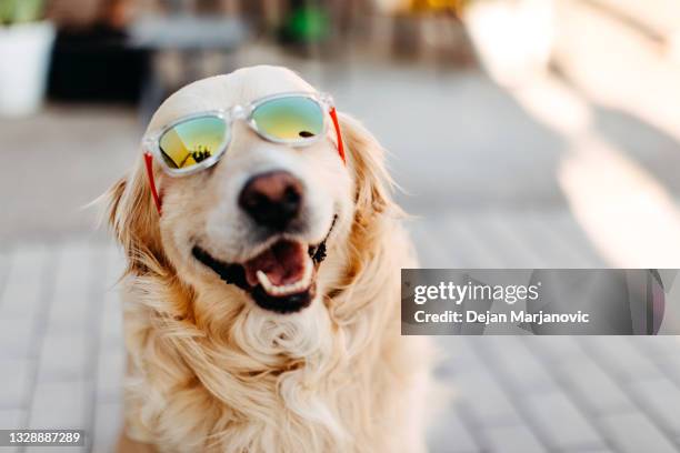 happy dog - sunglasses imagens e fotografias de stock