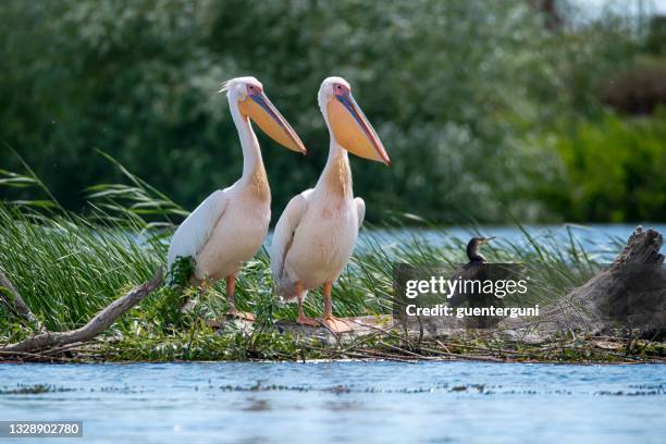 great white pelicans, danube delta - pelikaan stockfoto's en -beelden
