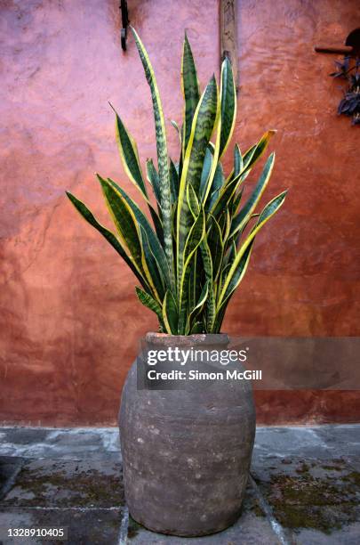 snake plant (dracaena trifasciata), also commonly known as saint george's sword, mother-in-law's tongue or viper's bowstring hemp, growing in a clay pot - dracaena stockfoto's en -beelden