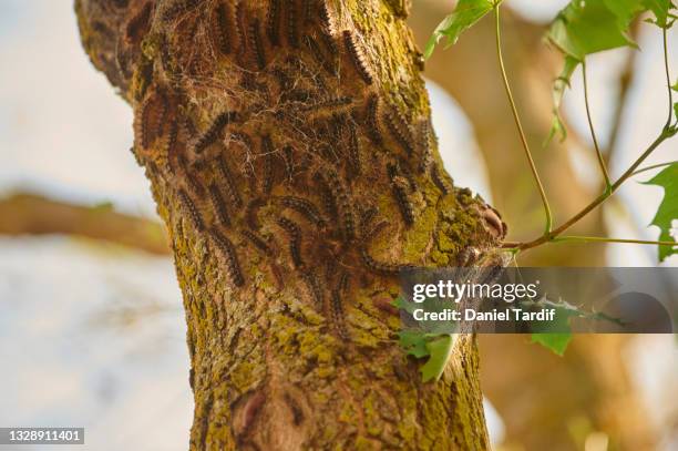 gypsy moth caterpillar infestation. - gypsy moth caterpillar stock-fotos und bilder