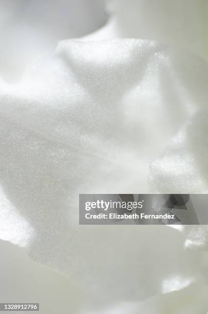 full frame of white orchid petals showing textures - orchid dendrobium single stem foto e immagini stock