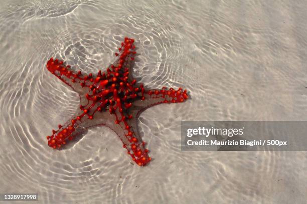 high angle view of starfish on sand at beach,zanzibar,tanzania - tanzania stock pictures, royalty-free photos & images