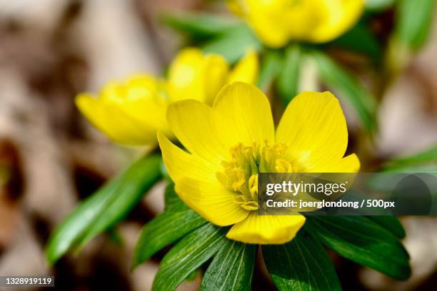 close-up of yellow flowering plant,closewitz,germany - hahnenfuß stock-fotos und bilder