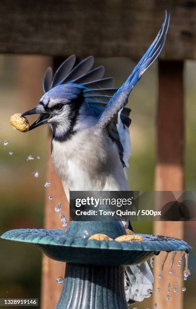 close-up of blue jay perching on feeder,silver spring,maryland,united states,usa - bird seed stockfoto's en -beelden