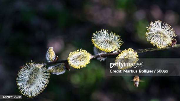 close-up of flowering plant,bern,switzerland - staubblatt stock pictures, royalty-free photos & images